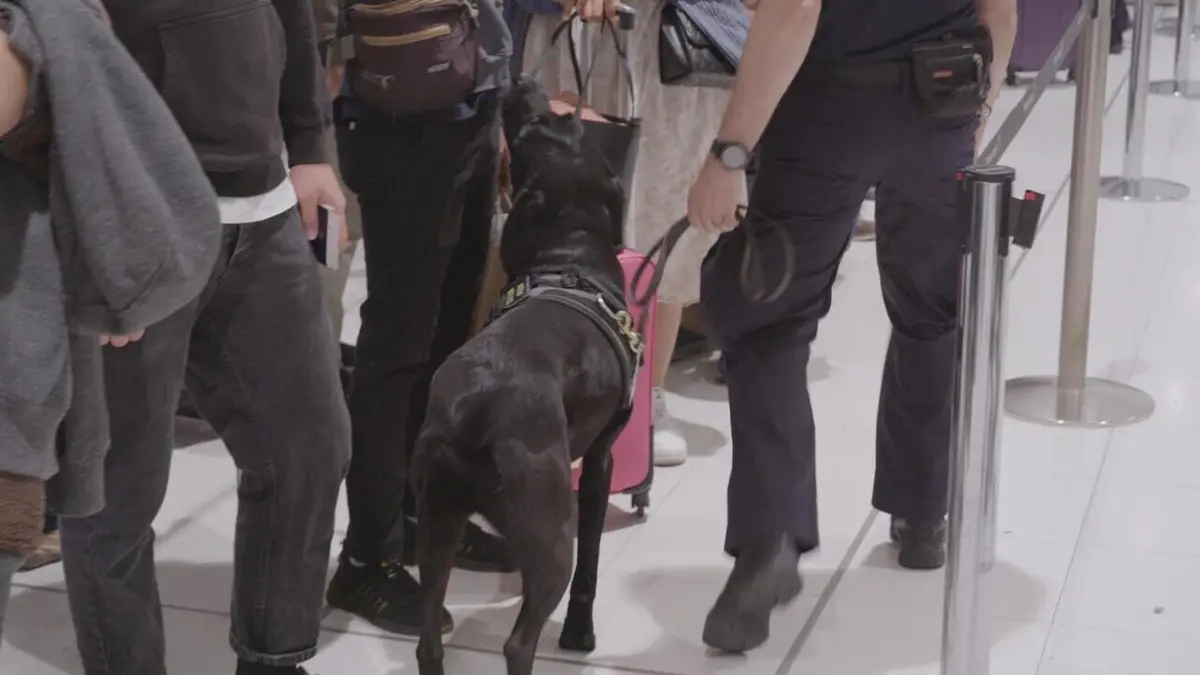 Ultimate Airport : Sydney Noël en poudre blanche