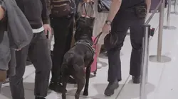 Ultimate Airport : Sydney Noël en poudre blanche