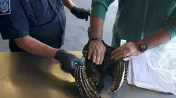 Ultimate Airport USA Cocaïne en gros