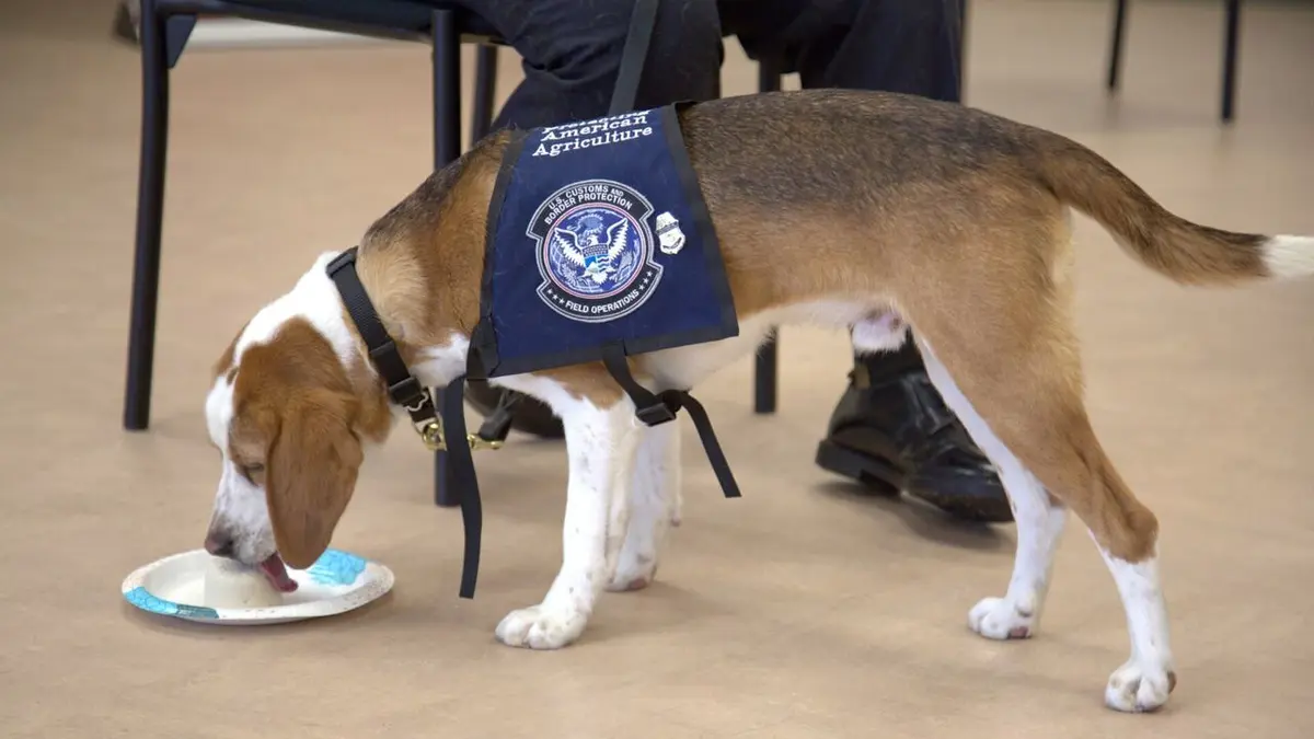 Ultimate Airport USA Cargaison de Xanax