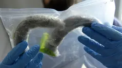 Ultimate Airport USA Cocaïne en saucisse