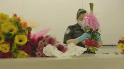 Ultimate Airport USA La loi de la jungle