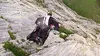 Wingsuit