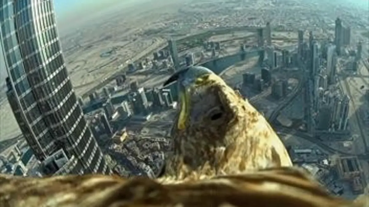 Un aigle à Dubaï