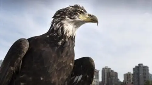 Épisodes de Un aigle dans mon jardin