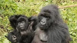 Un amour de gorille