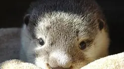Visuel de Un amour de loutre