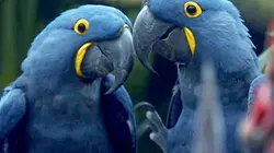 Visuel de Un amour de zoo