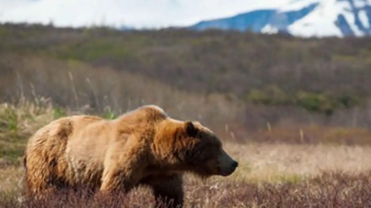 Un automne chez les grizzlis