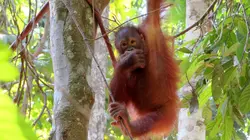 Un billet de train pour... S13E02 Sabah sur l'île de Bornéo