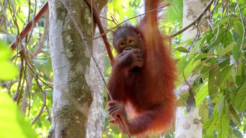 Un billet de train pour... S13E02 Sabah sur l'île de Bornéo