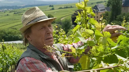 Un cas pour deux S29E02 Accident mortel au vignoble en streaming