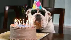 Un chien dans la mafia en streaming