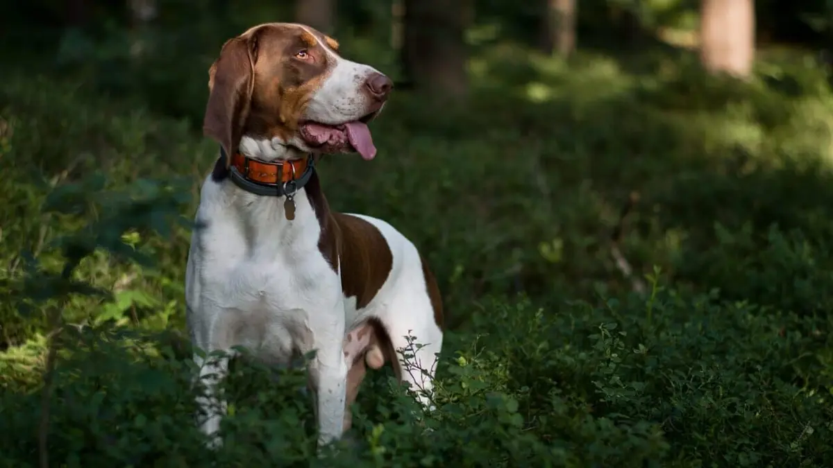 Un chien pour la vie