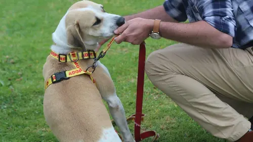 Un chien pour la vie