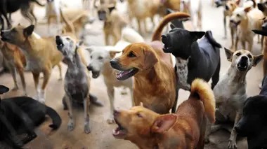 Un chien pour la vie