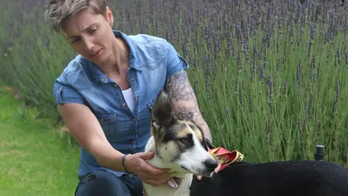 Un chien pour la vie Sue and the Nicholas'