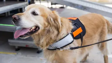 Un chien pour la vie