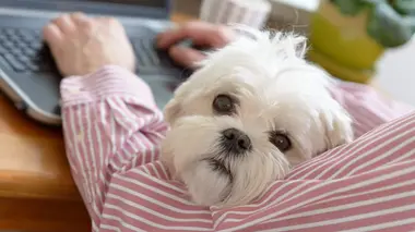 Un chien pour la vie Lucy and Kat