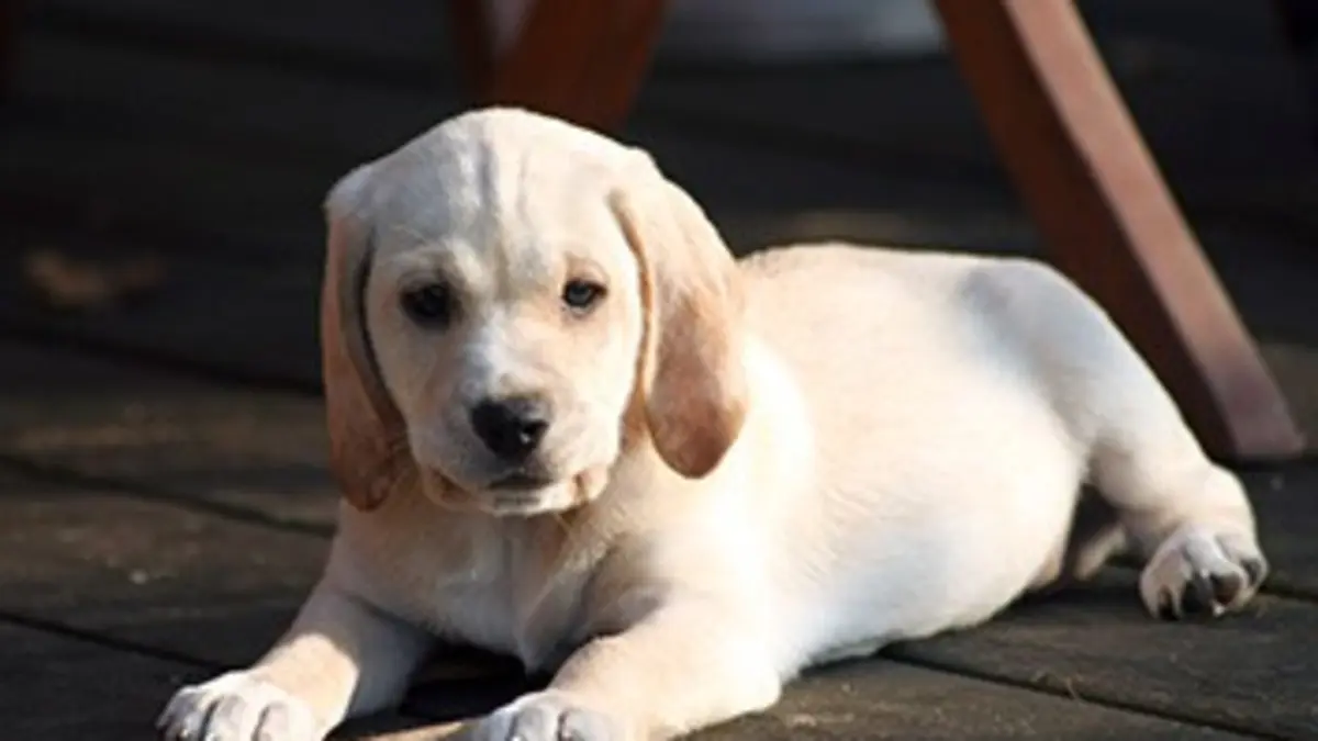 Un chiot à la maison E02
