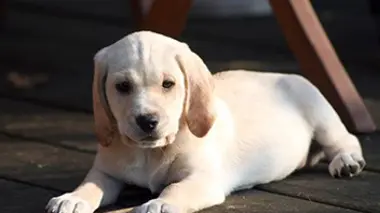 Un chiot à la maison E02