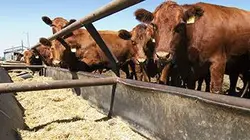 Un combat : le droit des animaux