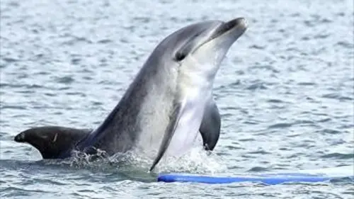 Un dauphin parmi les hommes