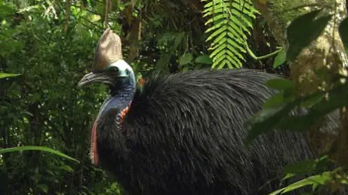 Un drôle d'oiseau nommé casoar