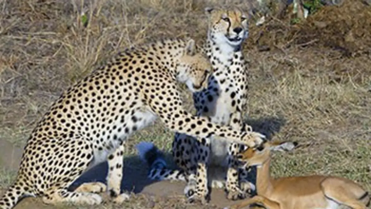 Un drone dans la savane