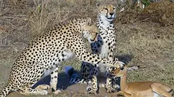 Visuel de Un drone dans la savane