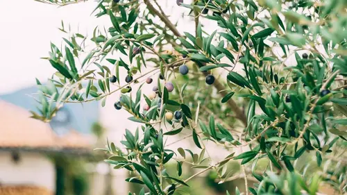 Un écovillage palestinien face à son avenir