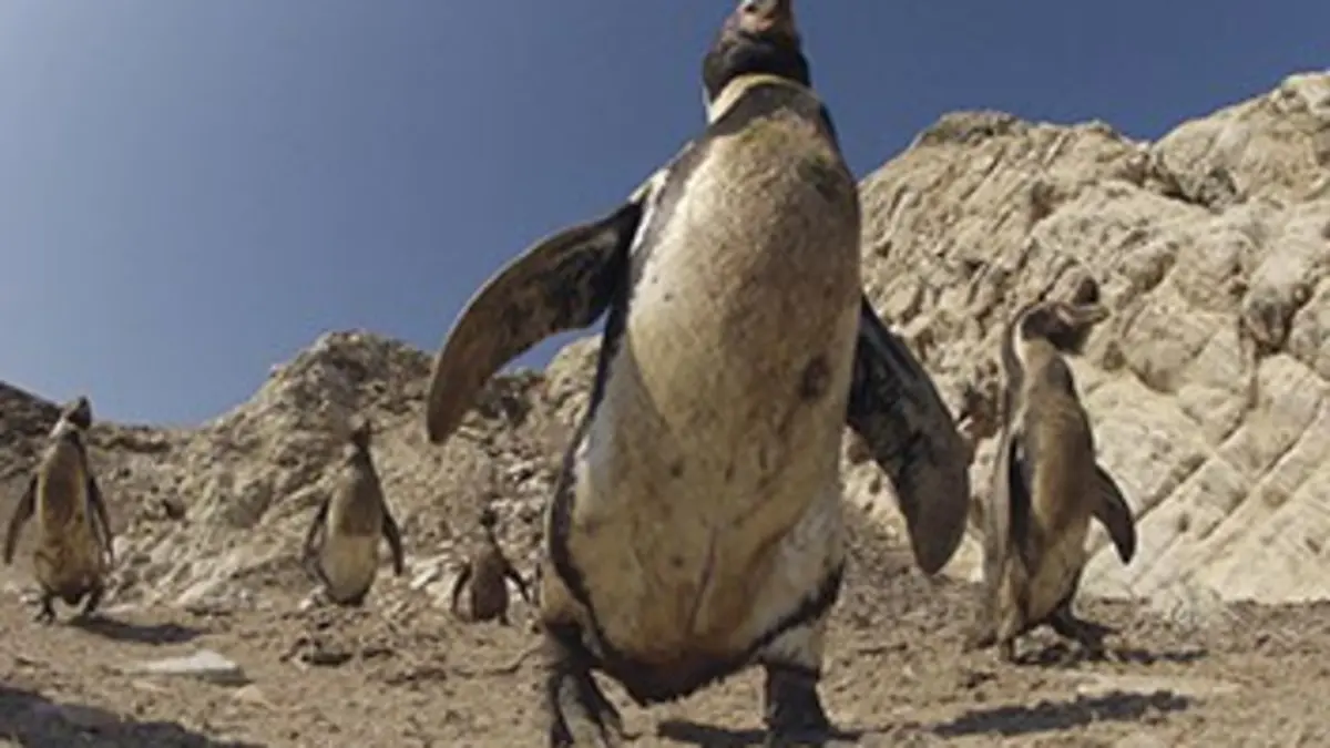 Une vie de manchot E01 Coup de foudre sur la banquise