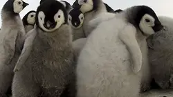 Visuel de Un espion chez les manchots