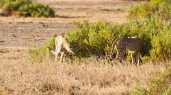 Un espoir pour la nature