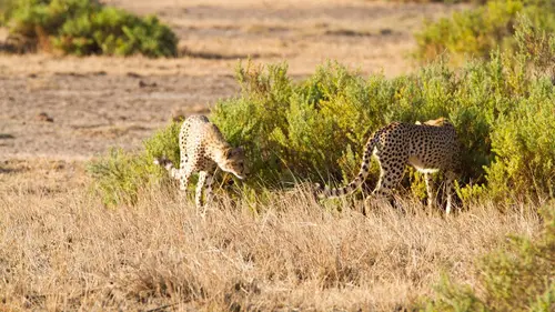 Un espoir pour la nature
