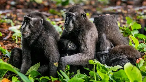 Un espoir pour la nature Indonésie