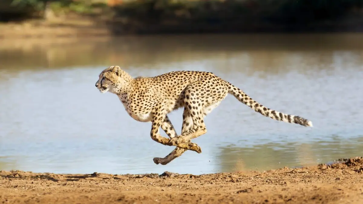 Un espoir pour la nature Afrique