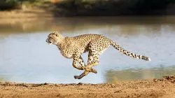 Un espoir pour la nature Afrique