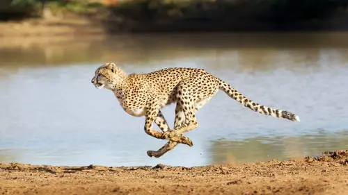 Un espoir pour la nature Afrique