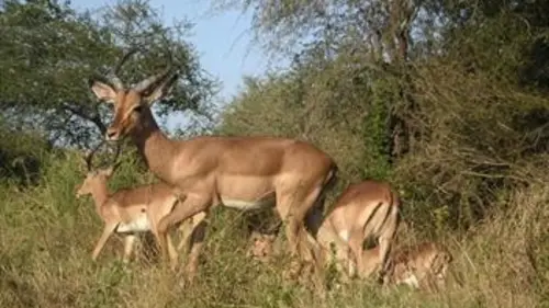 Un été austral dans la savane