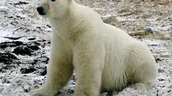 Visuel de Un été avec l'ours blanc