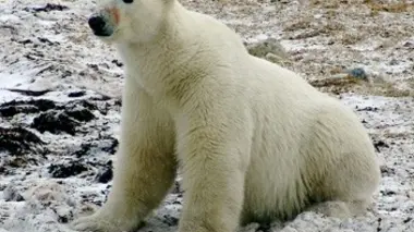 Un été avec l'ours blanc