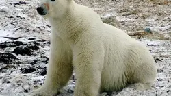 Sur Animaux à 21h25 : Un été avec l'ours blanc