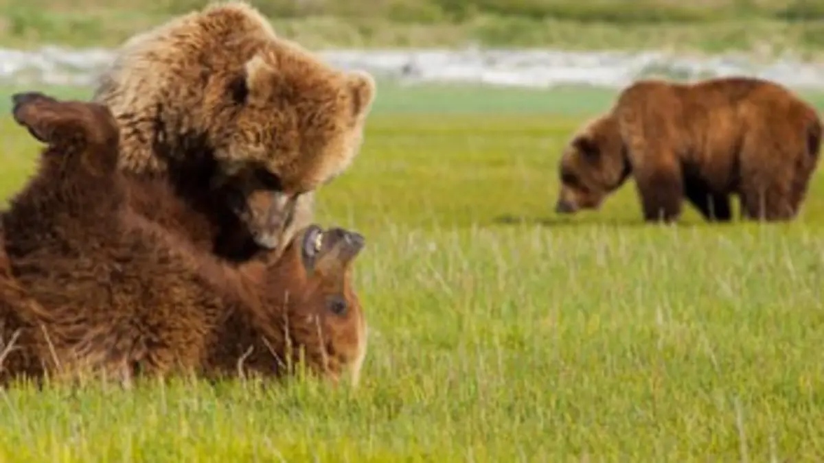 Un été chez les grizzlis E01