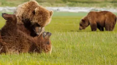 Un été chez les grizzlis