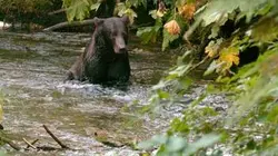 Visuel de Un été en Alaska