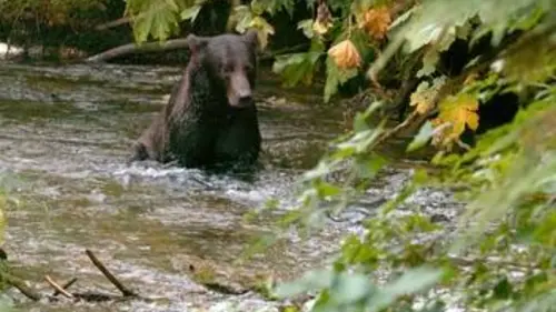 Un été en Alaska
