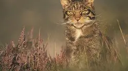 Un fauve sur le canapé