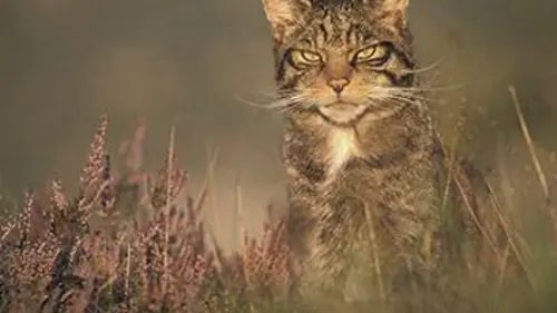 Un fauve sur le canapé