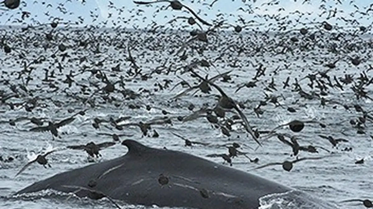 Un festin aux îles Aléoutiennes